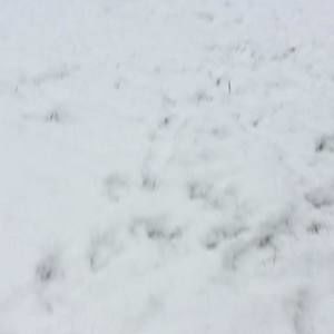 Meet your Posher, Cholo